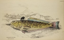 Radiated Weaver. Fish & Crustaceans Radiated Weaver.