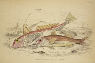 1. Red Surmullet. 2. Long finned-Captain… Fish & Marine Life