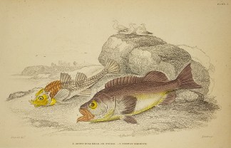 1. Armed Bull Head, or Pogge. 2. Norway … Fish & Marine Life