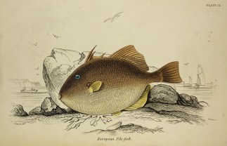European File fish. Fish & Marine Life