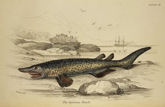 The Spinous Shark. Fish & Marine Life