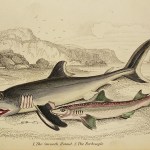 Naturalist Library - Fish & Crustaceans