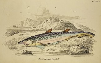 Black Mouthed Dog Fish. Fish & Marine Life