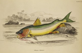 Silurus Parkeri. Fish & Marine Life