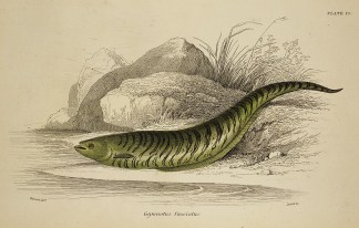 Gymnotus fasciatus. Fish & Marine Life