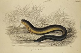 Gymnotus electricus. Fish & Crustaceans