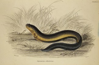 Gymnotus electricus. Fish & Marine Life