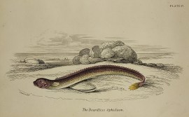 The Beardless Ophidium. Fish & Crustaceans The Beardless Ophidium.