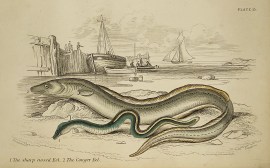 1. The sharp nosed Eel. 2. The Conger Eel. Fish & Crustaceans 1. The sharp nosed Eel. 2. The Conger Eel.
