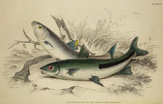 Fig1. Chalceus labrosus. Fig2. Chalceus?… Fish & Marine Life