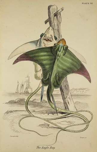 The Eagle Ray. Fish & Marine Life