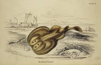 Old British Torpedo. Fish & Marine Life