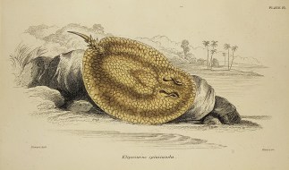 Elipesurus spinicauda. Fish & Marine Life