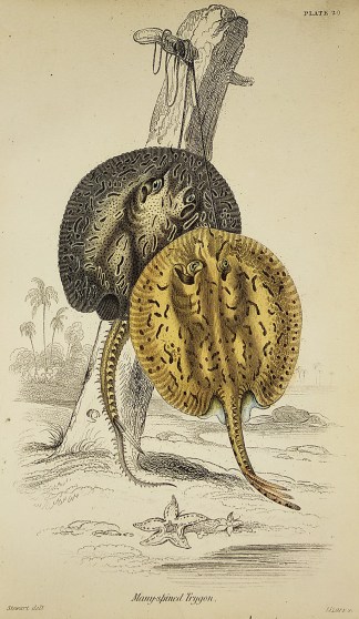 Many-spined Trygon. Fish & Marine Life