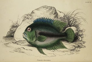 Pomotis? fasciatus. Fish & Marine Life