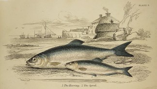 1. The Herring. 2. The Sprat. Fish & Marine Life