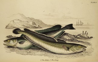 1. The Hake. 2. The Ling. Fish & Marine Life