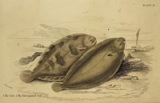 1. The Sole. 2. The Variegated Sole. Fish & Marine Life