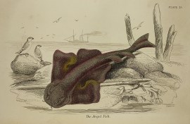 The Angel Fish. Fish & Crustaceans The Angel Fish.