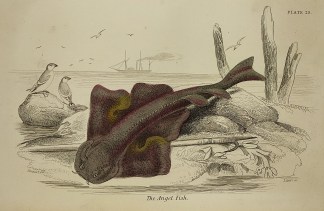 The Angel Fish. Fish & Marine Life