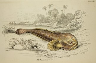 The Pacamah of Guiana Fish & Marine Life