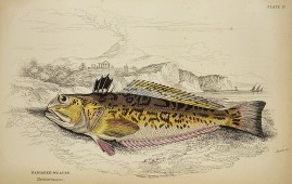 Radiated Weaver Fish & Crustaceans Radiated Weaver