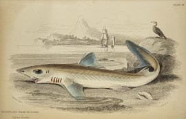 Blainvilles Piked Dog Fish. Fish & Crustaceans Blainvilles Piked Dog Fish.