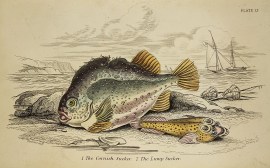 1. The Cornish Sucker. 2. The Lump Sucker