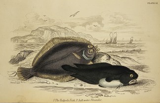 1. The Tadpole Fish. 2. Salt water Floun… Fish & Marine Life