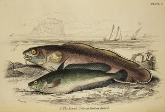 1. The Torsk. 2. Great Forked Beard. Fish & Marine Life
