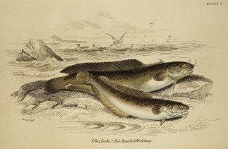 1. Sea Loche. 2. Five Bearded Rockling. Fish & Marine Life