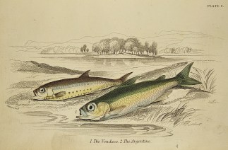 1. The Vendace. 2 The Argentine. Fish & Marine Life