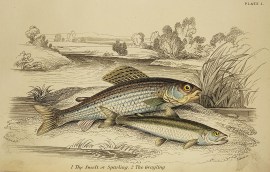 1.The smelt or Sparling 2. The Grayling Fish & Crustaceans 1.The smelt or Sparling 2. The Grayling