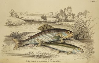 1.The smelt or Sparling 2. The Grayling Fish & Marine Life