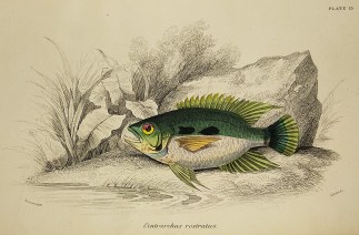 Centrarchus Rostratus. Fish & Marine Life
