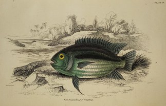 Centrarchus? Vittatus. Fish & Marine Life