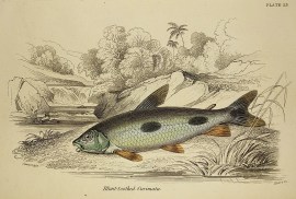 Blunt-toothed Curimata. Fish & Crustaceans Blunt-toothed Curimata.