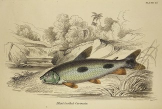 Blunt-toothed Curimata. Fish & Marine Life