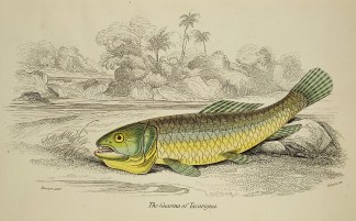 The Guavina of Tacarigua Fish & Marine Life