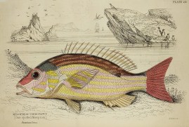 Mesoprion Uninotatus (One spotted Mesoprion)