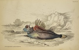 Four-Horned Aspidophorus.