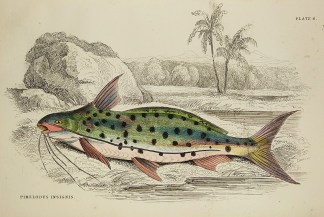 Pimelodus Insignis. Fish & Marine Life
