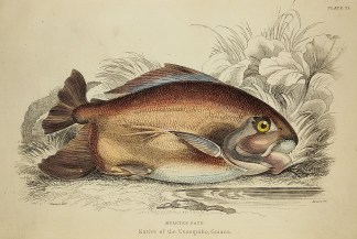 Myletes Pacu. Fish & Marine Life