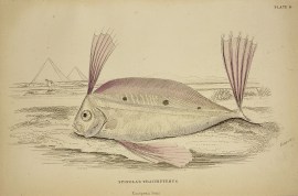 Spinola’s Trachipterus Fish & Crustaceans Spinola's Trachipterus