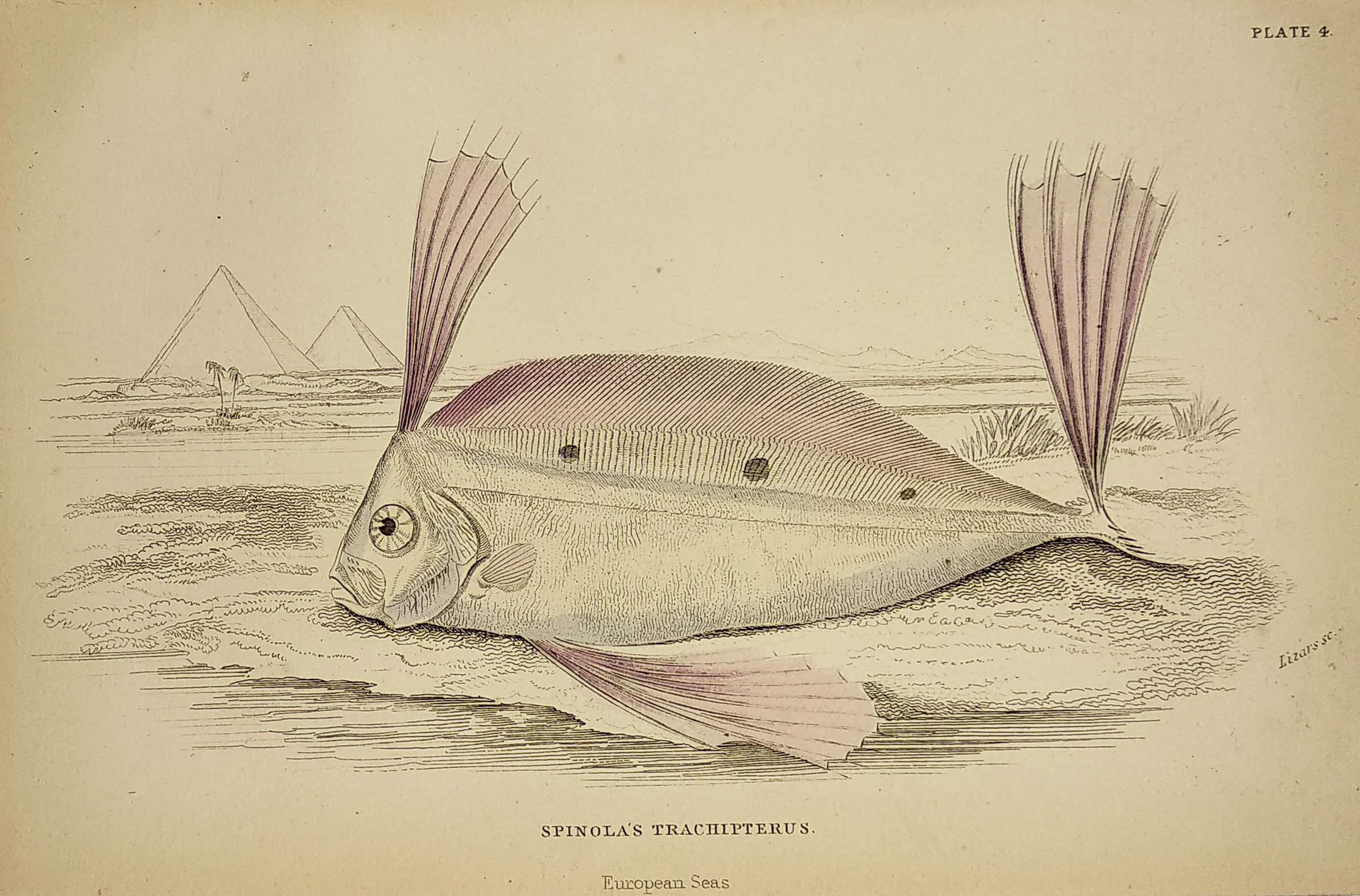 Spinola's Trachipterus - Antique Print from 1843