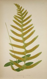 Polypodium Vulgare. [Brake Root Fern]