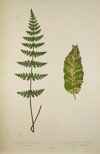 Cystopteris Fragilis. Var. Dentata. Scol… World - Nonindigenous - Lowe's - Ferns