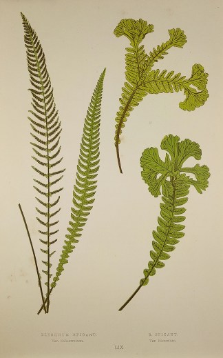 Blechnum Spicant. Var. Subserratum. B. S… World - Nonindigenous - Lowe's - Ferns