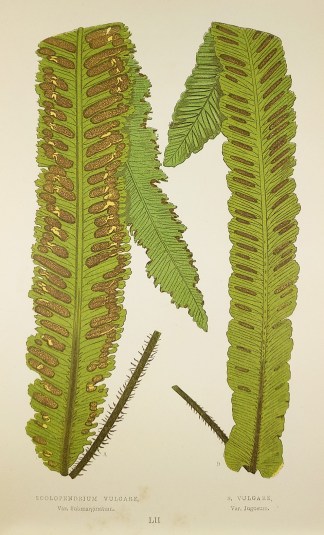 Scolopendrium Vulgare, Var. Submarginatu… World - Nonindigenous - Lowe's - Ferns