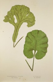 Scolopendrium Vulgare, Var. Cristatum. S. Vulgare, Var. Reniforme. [Hart's-Tongue Fern]